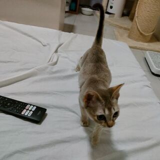 シンガプーラ　♂　2021年3/25生まれ　セピアアグーティ - 猫