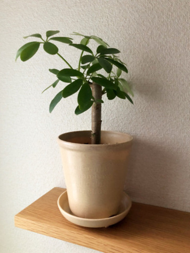 観葉植物　シェフレラ（カポック）　28cm　ナチュラルカラーの4号の鉢と受け皿付き