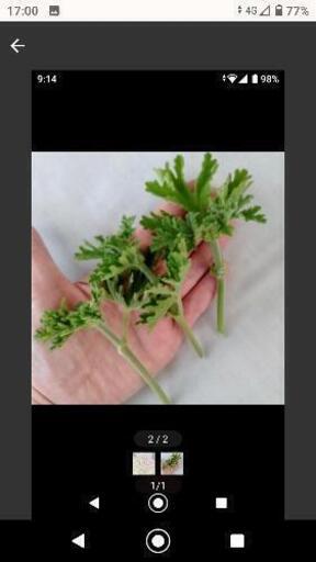 発送対応 蚊避けに効果 蚊嫌草 ローズゼラニウム ハーブ 蚊連草 りー プロフ必読 掛川のその他の中古あげます 譲ります ジモティーで不用品の処分 発送対応 蚊避けに効果 蚊嫌草 ローズゼラニウム ハーブ 蚊連草 りー プロフ必読 掛川のその他の中古あげます 譲ります ジモティーで不用品の処分