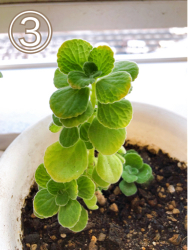 可愛い観葉植物 アロマティカス苗 ゆうすけ 岡山の生活雑貨の中古あげます 譲ります ジモティーで不用品の処分