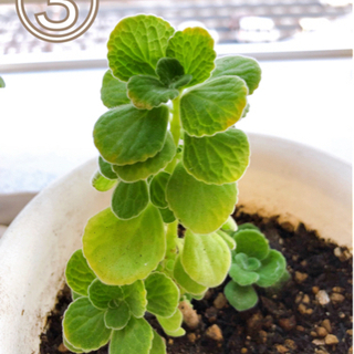 可愛い観葉植物🌱アロマティカス苗③