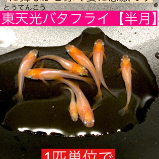 メダカの若魚販売します❶東天光バタフライ1匹500円❤️ヒレ長で...