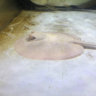 熱帯魚、エイ、アロワナ、ダイヤモンドポルカ、アルビノプラチナスノー