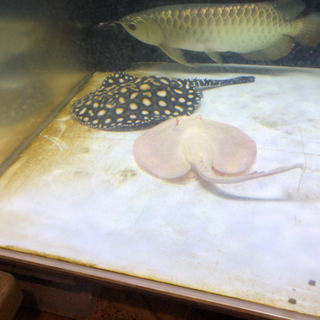 熱帯魚、エイ、アロワナ、ダイヤモンドポルカ、アルビノプラチナスノー 