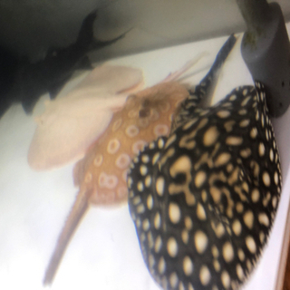 熱帯魚、エイ、アロワナ、ダイヤモンドポルカ、アルビノプラチナスノー