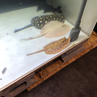 アルビノクロコメダイヤ（熱帯魚・エイ） 熱帯魚、エイ、アロワナ、ダイヤモンドポルカ、アルビノプラチナスノー