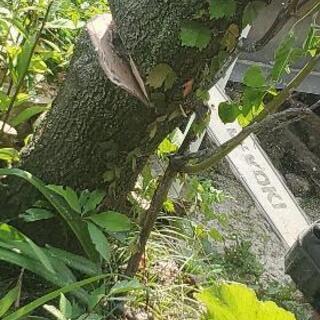 薪原木あります