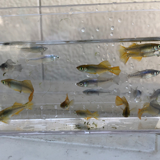 中古ミックスメダカが無料 格安で買える ジモティー