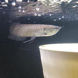 「決まりました」ブラックアロワナ　25〜30cm　熱帯魚　古代魚　アロワナ　大型魚