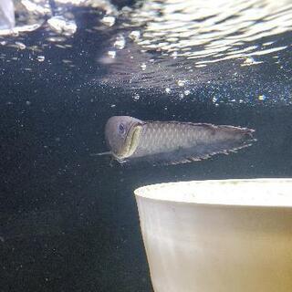「決まりました」ブラックアロワナ　25〜30cm　熱帯魚　古代魚　アロワナ　大型魚