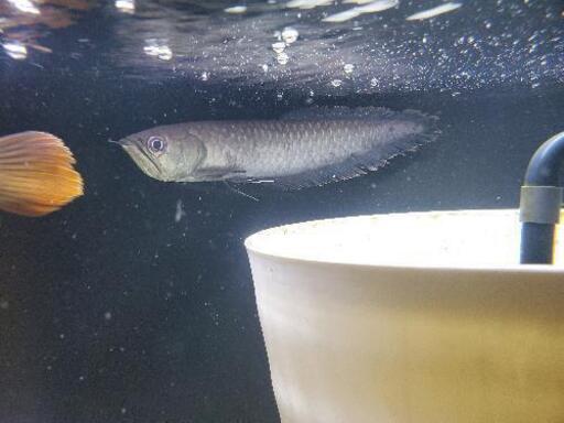 「決まりました」ブラックアロワナ　25〜30cm　熱帯魚　古代魚　アロワナ　大型魚