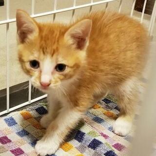 茶トラちゃんの里親さん募集