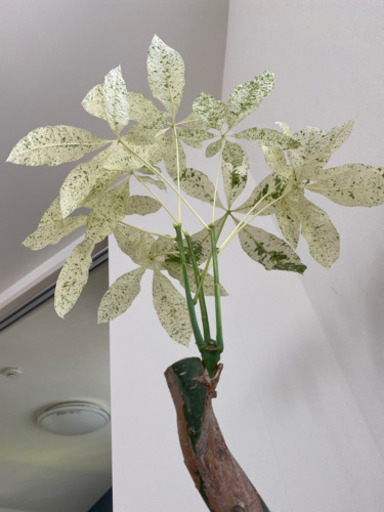 超希少〕パキラ ミルキーウェイ 曲がり 極斑