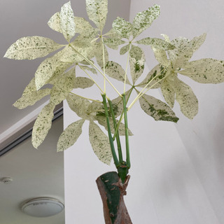 超希少❗️幹曲がり❗️パキラ　ミルキーウェイ✨ 超希少〕パキラ ミルキーウェイ 曲がり 極斑