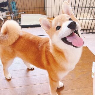 元気な柴犬