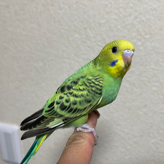 【里親決定済】セキセイインコ　幼鳥