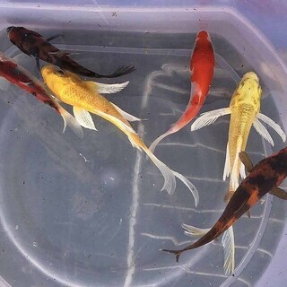 錦鯉、ヒレナガ鯉、紅白、三色等