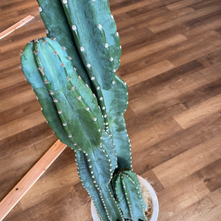 柱サボテン　3本立て特大