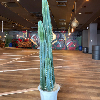 柱サボテン　3本立て特大