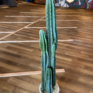柱サボテン　3本立て特大