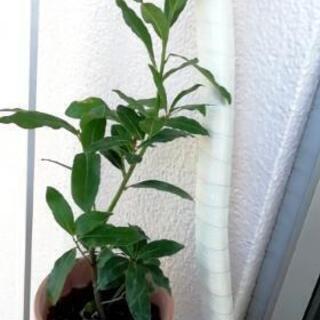 月桂樹ローリエ苗木 60センチ自然栽培スリット鉢ごと Organic 社家のその他の中古あげます 譲ります ジモティーで不用品の処分
