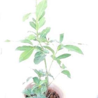 月桂樹ローリエ苗木 60センチ自然栽培スリット鉢ごと Organic 社家のその他の中古あげます 譲ります ジモティーで不用品の処分