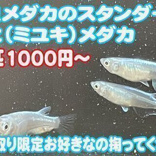 今年生まれ幹之（ミユキ）メダカ10匹1000円〜