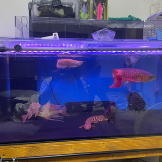 アルビノシルバーアロワナショート