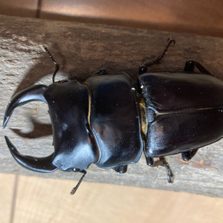 【受け渡し完了】オオクワガタ　1ペア   山梨県産⑦