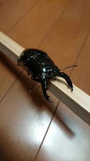 レギウス クワガタ ♂79mmと♀2匹のトリオ