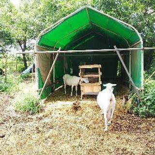 家畜 干し草節約 餌箱 牛、馬、山羊 、ポニー等