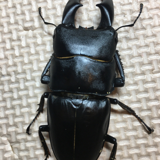 中古サキシマヒラタクワガタが無料 格安で買える ジモティー