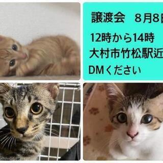 保護猫  譲渡会開催！