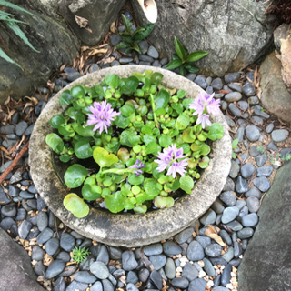 【ありがとうございました】水草譲ります 