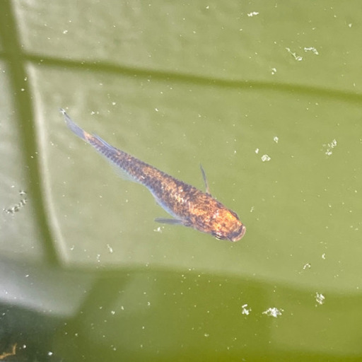 メダカ 本家直系紅龍稚魚7 8mm前後50匹くらい オカメ 弘明寺のその他の中古あげます 譲ります ジモティーで不用品の処分