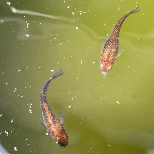 メダカ 本家直系紅龍稚魚7 8mm前後50匹くらい オカメ 弘明寺のその他の中古あげます 譲ります ジモティーで不用品の処分