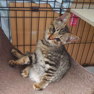 東京都の猫の里親募集 ジモティー