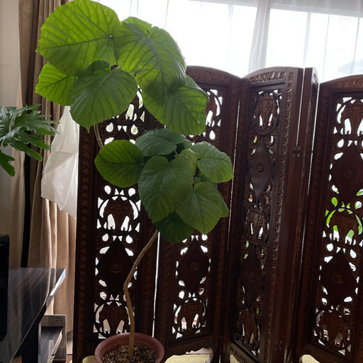 観葉植物　ウンベラータＳ字　152cm幸手市