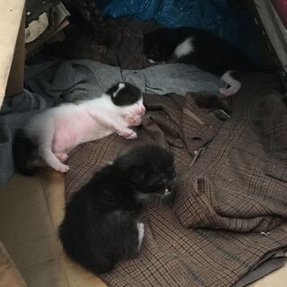 3匹揃って新しい家族が決まりました。 - 猫