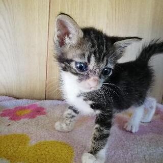 生後１ヶ月半くらいの猫ちゃんですฅ•ω•ฅ - 猫