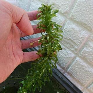 中古オオカナダモが無料 格安で買える ジモティー