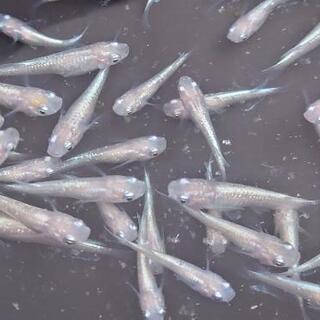 ダイヤモンドダスト(白星河)✨若魚・幼魚　20匹　2000円