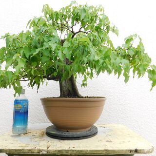 沖縄県の中古盆栽が無料 格安で買える ジモティー
