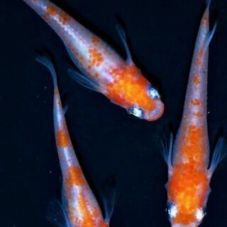 【ネット決済】紅白ラメメダカ　幼魚１０匹プラス２匹程　１０ミリ前後