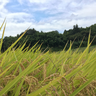 新米　広島県産あきさかり 10キロ