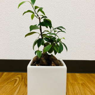 【0円】 無印良品　リサイクルテラコッタに植えた 観葉植物　ガジュマル