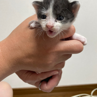 コロコロした白黒女の子の子猫ちゃん