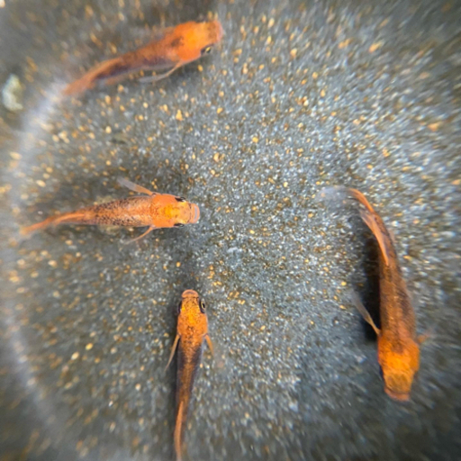 竜章鳳姿