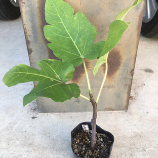 中古ビオレソリエスが無料 格安で買える ジモティー