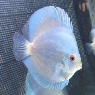 WB22ブラッド 12.2cm